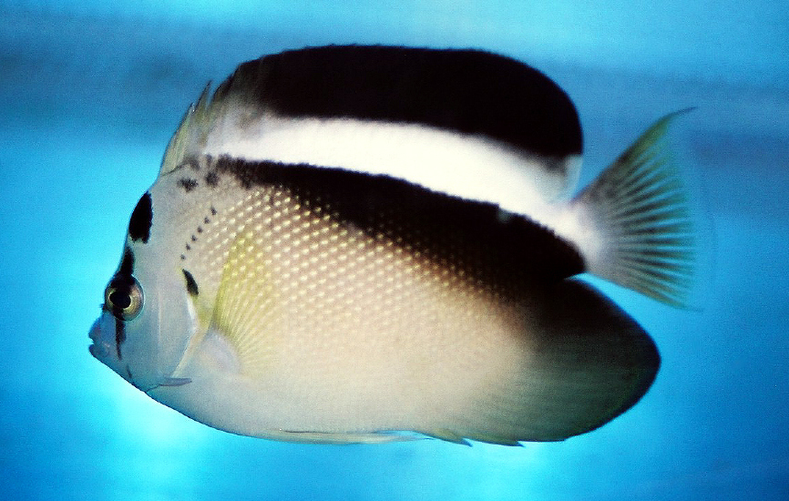  Apolemichthys griffisi   (Griffi's Angelfish)